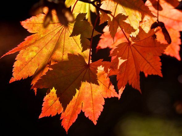 Dimitris Papadimitriou “Chronicle of an early autumn”